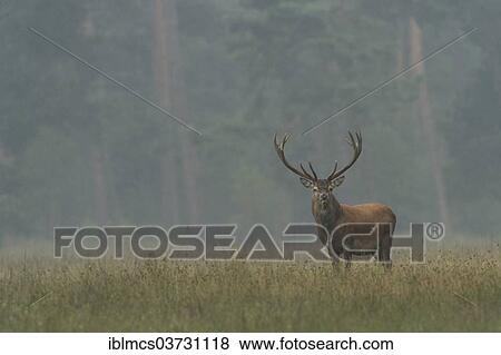 Stock Photo - "Red Deer (Cervus elaphus), Hoge Veluwe National Park, Gelderland, The Netherlands, Europe". Fotosearch