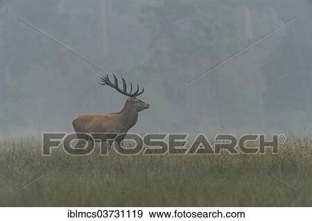 Stock Photo - "Red Deer (Cervus elaphus), Hoge Veluwe National Park, Gelderland, The Netherlands, Europe". Fotosearch