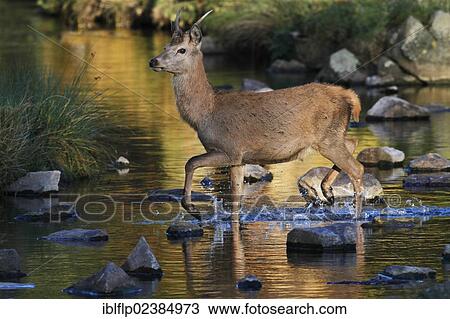 "Red Deer (Cervus elaphus), immature stag, crossing brook in evening sunlight, Leicestershire, England, United Kingdom, Europe" View Large Photo Image Stock Image - "Red Deer (Cervus elaphus), immature stag, crossing brook in evening sunlight, Leicestershire, England, United Kingdom, Europe". Fotosearch