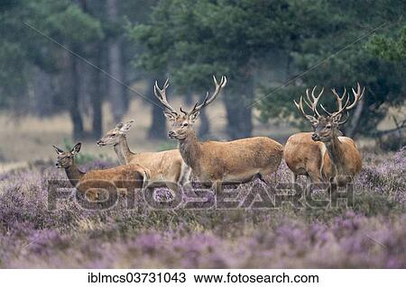 "Red Deer (Cervus elaphus) in a heath, Hoge Veluwe National Park, Gelderland, The Netherlands, Europe" View Large Photo Image Stock Image - "Red Deer (Cervus elaphus) in a heath, Hoge Veluwe National Park, Gelderland, The Netherlands, Europe". Fotosearch