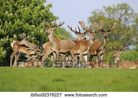 Stock Photo - "Red Deer (Cervus elaphus), in velvet, captive, Lower Saxony, Germany, Europe, PublicGround, Europe". Fotosearch