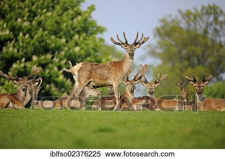 "Red Deer (Cervus elaphus) in velvet, captive, Lower Saxony, Germany, Europe, PublicGround, Europe" View Large Photo Image Stock Photography - "Red Deer (Cervus elaphus) in velvet, captive, Lower Saxony, Germany, Europe, PublicGround, Europe". Fotosearch