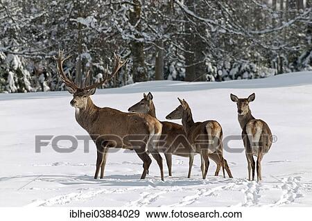 Stock Photo - "Red Deer (Cervus elaphus) in winter, Austria, Europe". Fotosearch