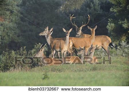"Red deer (Cervus elaphus), Lathen, Emsland, Lower Saxony, Germany, Europe" View Large Photo Image Stock Photo - "Red deer (Cervus elaphus), Lathen, Emsland, Lower Saxony, Germany, Europe". Fotosearch