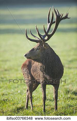 "Red Deer (Cervus elaphus), Lower Saxony, Germany, Europe" View Large Photo Image Stock Photo - "Red Deer (Cervus elaphus), Lower Saxony, Germany, Europe". Fotosearch