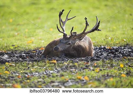 "Red Deer (Cervus elaphus) lying in the wallow, captive, Bavaria, Germany, Europe" View Large Photo Image Stock Image - "Red Deer (Cervus elaphus) lying in the wallow, captive, Bavaria, Germany, Europe". Fotosearch