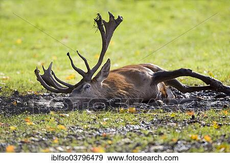 "Red Deer (Cervus elaphus) lying in the wallow, captive, Bavaria, Germany, Europe" View Large Photo Image Stock Photo - "Red Deer (Cervus elaphus) lying in the wallow, captive, Bavaria, Germany, Europe". Fotosearch