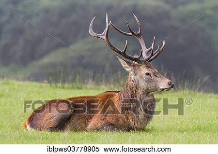 "Red Deer (Cervus elaphus), male laying down, Wales, United Kingdom, Europe" View Large Photo Image Stock Photography - "Red Deer (Cervus elaphus), male laying down, Wales, United Kingdom, Europe". Fotosearch