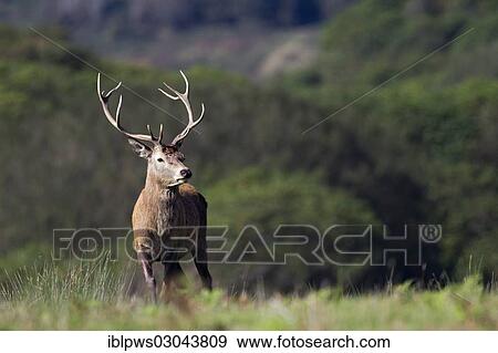 "Red deer (Cervus elaphus), male, standing in grass, Wales, United Kingdom, Europe" View Large Photo Image Stock Photo - "Red deer (Cervus elaphus), male, standing in grass, Wales, United Kingdom, Europe". Fotosearch