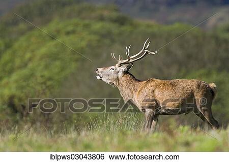"Red deer (Cervus elaphus), male, bellowing, standing in grass, Wales, United Kingdom, Europe" View Large Photo Image Stock Photograph - "Red deer (Cervus elaphus), male, bellowing, standing in grass, Wales, United Kingdom, Europe". Fotosearch