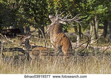 "Red Deer (Cervus elaphus), mating, Denmark, Europe" View Large Photo Image Stock Photo - "Red Deer (Cervus elaphus), mating, Denmark, Europe". Fotosearch