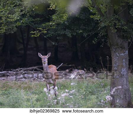 Stock Photography - "Red Deer (Cervus elaphus), mature animal". Fotosearch