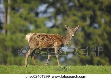 "Red Deer (Cervus elaphus), moulting doe, state game reserve, Lower Saxony, Germany, Europe" View Large Photo Image Stock Photo - "Red Deer (Cervus elaphus), moulting doe, state game reserve, Lower Saxony, Germany, Europe". Fotosearch