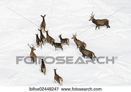 Stock Photo - "Red deer (Cervus elaphus) on a snow-covered steep slope, High Alpine Nature Park of the Zillertal Alps, Tyrol, Austria, Europe". Fotosearch