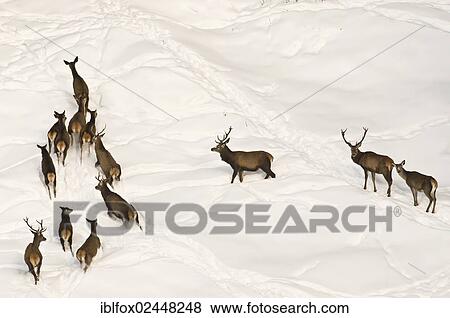 Stock Photo - "Red deer (Cervus elaphus) on a snow-covered cliff, High Alpine Nature Park of the Zillertal Alps, Tyrol, Austria, Europe". Fotosearch