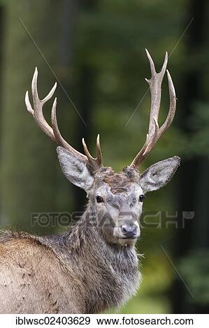 "Red deer (Cervus elaphus), portrait, Wildpark Daun game park, Vulkaneifel district, Rhineland-Palatinate, Germany, Europe" View Large Photo Image Stock Photo - "Red deer (Cervus elaphus), portrait, Wildpark Daun game park, Vulkaneifel district, Rhineland-Palatinate, Germany, Europe". Fotosearch