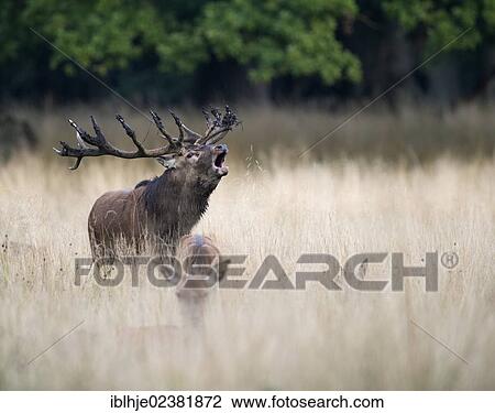 "Red deer (Cervus elaphus), roaring, Denmark, Europe" View Large Photo Image Stock Image - "Red deer (Cervus elaphus), roaring, Denmark, Europe". Fotosearch