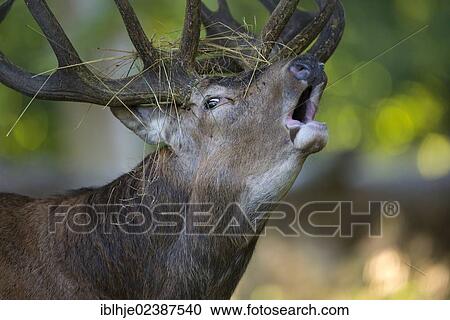 "Red deer (Cervus elaphus), roaring stag, Denmark, Europe" View Large Photo Image Stock Image - "Red deer (Cervus elaphus), roaring stag, Denmark, Europe". Fotosearch