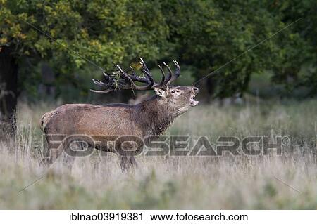 "Red Deer (Cervus elaphus), roaring stag, Denmark, Europe" View Large Photo Image Stock Image - "Red Deer (Cervus elaphus), roaring stag, Denmark, Europe". Fotosearch