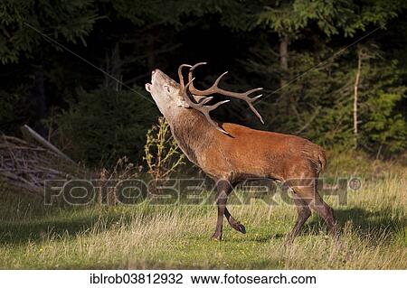 "Red Deer (Cervus elaphus) roaring, rutting, Thuringian Forest, Thuringia, Germany, Europe" View Large Photo Image Stock Image - "Red Deer (Cervus elaphus) roaring, rutting, Thuringian Forest, Thuringia, Germany, Europe". Fotosearch