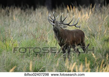 "Red Deer (Cervus elaphus) roaring during the rutting season, state game reserve, Lower Saxony, Germany, Europe" View Large Photo Image Stock Photo - "Red Deer (Cervus elaphus) roaring during the rutting season, state game reserve, Lower Saxony, Germany, Europe". Fotosearch