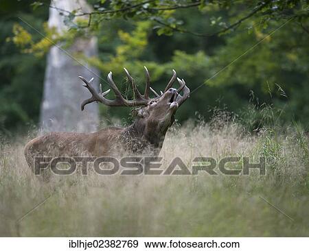 Stock Photo - "Red Deer (Cervus elaphus), roaring, Denmark, Europe". Fotosearch