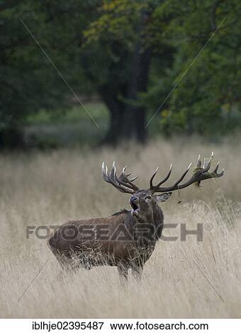 Stock Photo - "Red Deer (Cervus elaphus), roaring, Denmark, Europe". Fotosearch