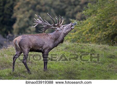 "Red Deer (Cervus elaphus), roaring stag, Denmark, Europe" View Large Photo Image Stock Photo - "Red Deer (Cervus elaphus), roaring stag, Denmark, Europe". Fotosearch