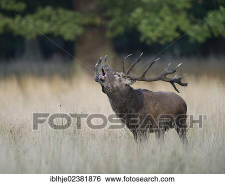 "Red deer (Cervus elaphus), roaring, Denmark, Europe" View Large Photo Image Stock Photograph - "Red deer (Cervus elaphus), roaring, Denmark, Europe". Fotosearch