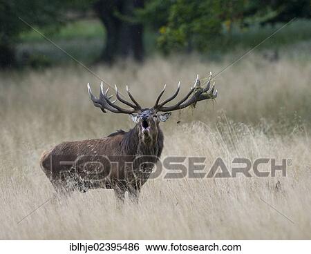 "Red Deer (Cervus elaphus), roaring, Denmark, Europe" View Large Photo Image Stock Photograph - "Red Deer (Cervus elaphus), roaring, Denmark, Europe". Fotosearch