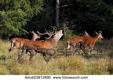 "Red Deer (Cervus elaphus), rutting, Thuringian Forest, Thuringia, Germany, Europe" View Large Photo Image Stock Image - "Red Deer (Cervus elaphus), rutting, Thuringian Forest, Thuringia, Germany, Europe". Fotosearch