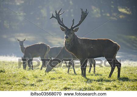 Stock Image - "Red Deer (Cervus elaphus), stag and hinds in a forest clearing, captive, Lower Saxony, Germany, Europe". Fotosearch