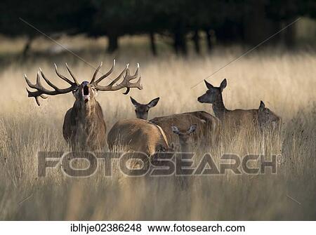 "Red deer (Cervus elaphus), stag and hinds, Denmark, Europe" View Large Photo Image Stock Photo - "Red deer (Cervus elaphus), stag and hinds, Denmark, Europe". Fotosearch