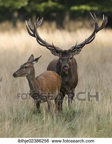 Stock Photograph - "Red deer (Cervus elaphus), stag and hind, Denmark, Europe". Fotosearch
