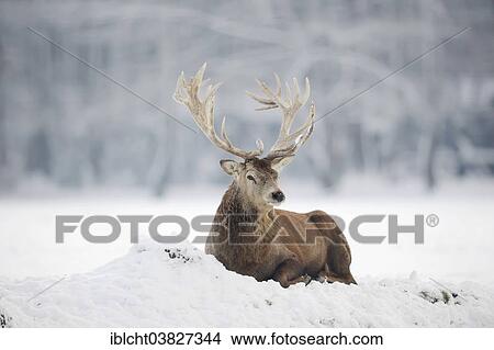 Picture - "Red Deer (Cervus elaphus), stag in winter, captive, North Rhine-Westphalia, Germany, Europe". Fotosearch