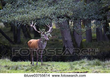 Picture - "Red Deer (Cervus elaphus), stag in rutting season with branch in his antlers, Germany, Europe". Fotosearch