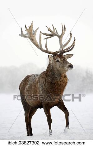 Stock Image - "Red Deer (Cervus elaphus), stag in winter, captive, North Rhine-Westphalia, Germany, Europe". Fotosearch
