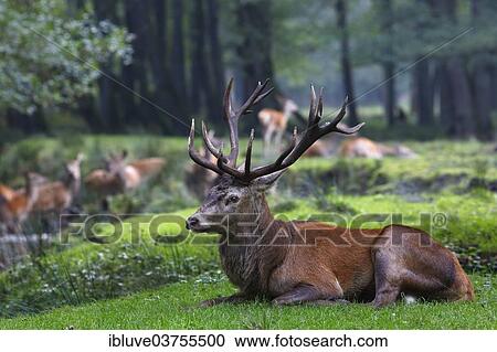 "Red deer (Cervus elaphus), stag in rutting season, Germany, Europe" View Large Photo Image Stock Image - "Red deer (Cervus elaphus), stag in rutting season, Germany, Europe". Fotosearch