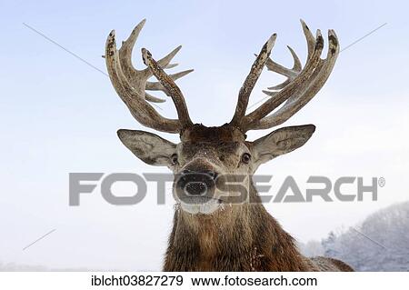 Stock Photo - "Red Deer (Cervus elaphus), stag in winter, portrait, captive, North Rhine-Westphalia, Germany, Europe". Fotosearch