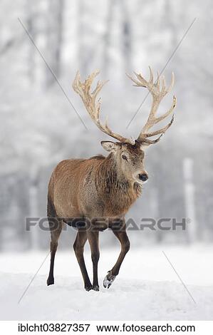 Stock Photo - "Red Deer (Cervus elaphus), stag in winter, captive, North Rhine-Westphalia, Germany, Europe". Fotosearch