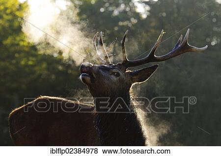 "Red Deer (Cervus elaphus) stag, in flehmen, with breath condensing, Richmond Park, London, London region, England, United Kingdom, Europe" View Large Photo Image Stock Photo - "Red Deer (Cervus elaphus) stag, in flehmen, with breath condensing, Richmond Park, London, London region, England, United Kingdom, Europe". Fotosearch