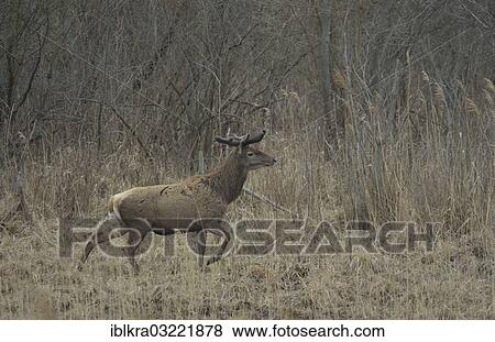 "Red Deer (Cervus elaphus), stag in velvet, Danube-Auen, Gross-Enzersdorf, Lower Austria, Austria, Europe" View Large Photo Image Stock Photo - "Red Deer (Cervus elaphus), stag in velvet, Danube-Auen, Gross-Enzersdorf, Lower Austria, Austria, Europe". Fotosearch