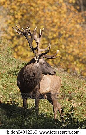 "Red Deer (Cervus elaphus), stag in autumn, captive, Allgau, Bavaria, Germany, Europe" View Large Photo Image Stock Photograph - "Red Deer (Cervus elaphus), stag in autumn, captive, Allgau, Bavaria, Germany, Europe". Fotosearch