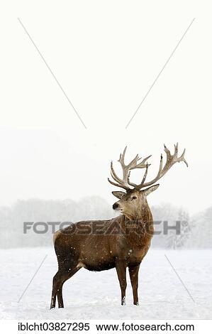 "Red Deer (Cervus elaphus), stag in winter, captive, North Rhine-Westphalia, Germany, Europe" View Large Photo Image Stock Photography - "Red Deer (Cervus elaphus), stag in winter, captive, North Rhine-Westphalia, Germany, Europe". Fotosearch