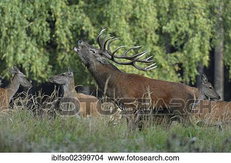 "Red deer (Cervus elaphus), stag roaring, rutting time, state game reserve, Lower Saxony, Germany, Europe" View Large Photo Image Picture - "Red deer (Cervus elaphus), stag roaring, rutting time, state game reserve, Lower Saxony, Germany, Europe". Fotosearch