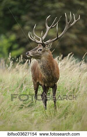 "Red Deer (Cervus elaphus), stag standing on a clearing, captive, Lower Saxony, Germany, Europe" View Large Photo Image Picture - "Red Deer (Cervus elaphus), stag standing on a clearing, captive, Lower Saxony, Germany, Europe". Fotosearch