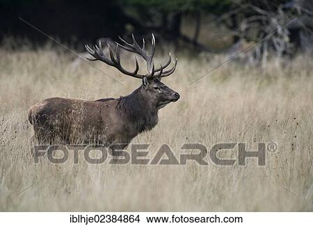 "Red deer (Cervus elaphus), stag, Denmark, Europe" View Large Photo Image Picture - "Red deer (Cervus elaphus), stag, Denmark, Europe". Fotosearch
