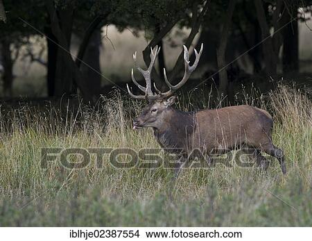"Red deer (Cervus elaphus), stag, Denmark, Europe" View Large Photo Image Picture - "Red deer (Cervus elaphus), stag, Denmark, Europe". Fotosearch