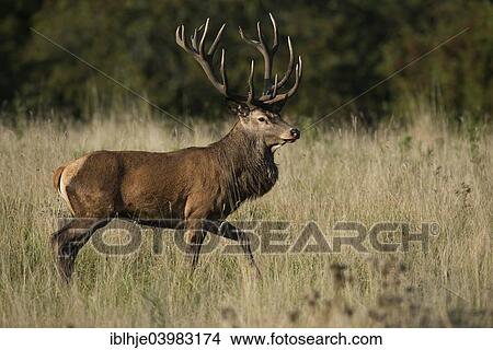 "Red Deer (Cervus elaphus), stag, Copenhagen, Denmark, Europe" View Large Photo Image Picture - "Red Deer (Cervus elaphus), stag, Copenhagen, Denmark, Europe". Fotosearch