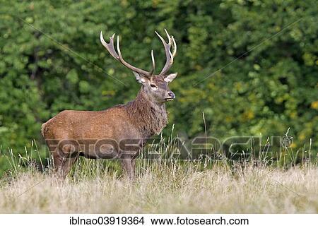 "Red Deer (Cervus elaphus), stag, Denmark, Europe" View Large Photo Image Picture - "Red Deer (Cervus elaphus), stag, Denmark, Europe". Fotosearch